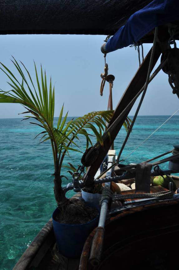 Um pequeno coqueiro na popa do Rob, nosso veleiro na grande barreira de corais, em Belize
